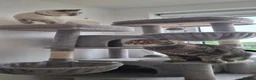 British Shorthair cats for sale: British shorthair and Scottish fold cats  - Advert 10