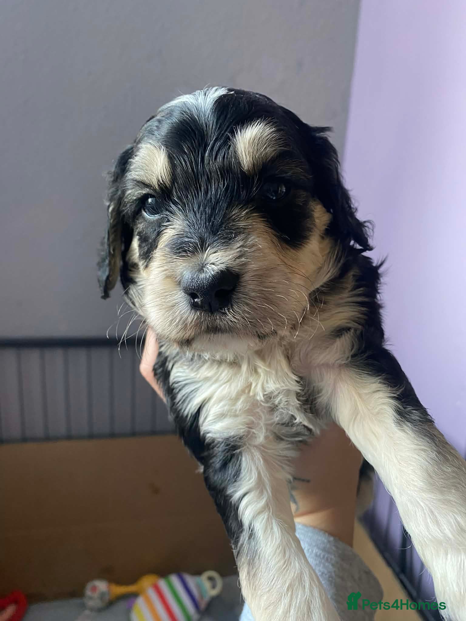 Sproodle dogs 🧸Sproodle puppies 🧸 - Advert 1