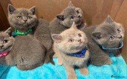 British Shorthair cats for sale: Full Pedigree stunning British Shorthair kittens  - Image 14