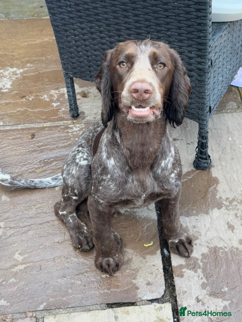 Cocker Spaniel dogs Beautiful Working x Show Cocker Spaniel Puppies  - Advert 2