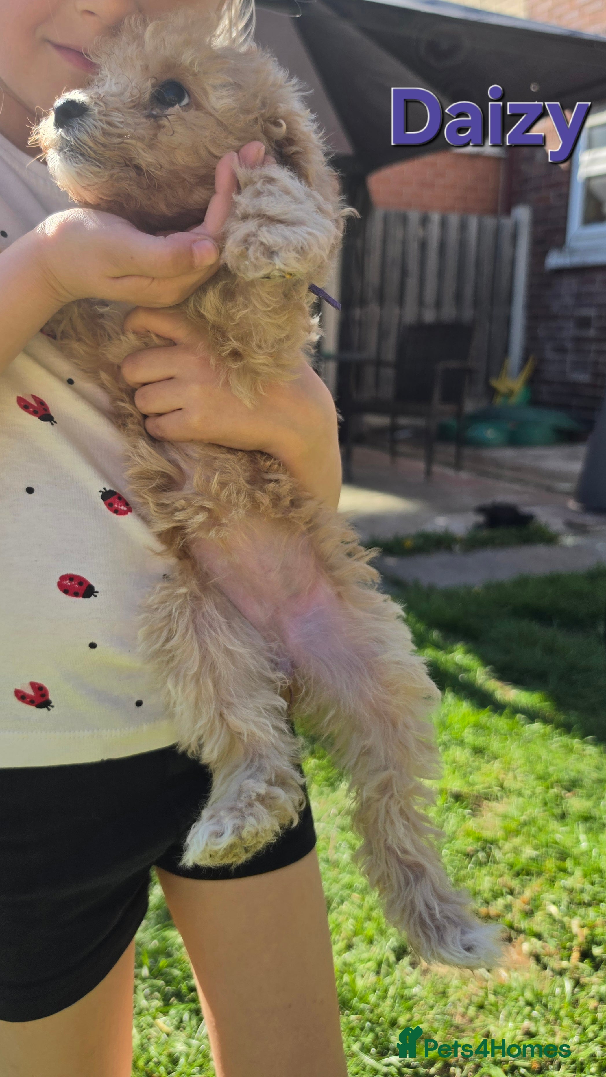 Poochon Puppy 6