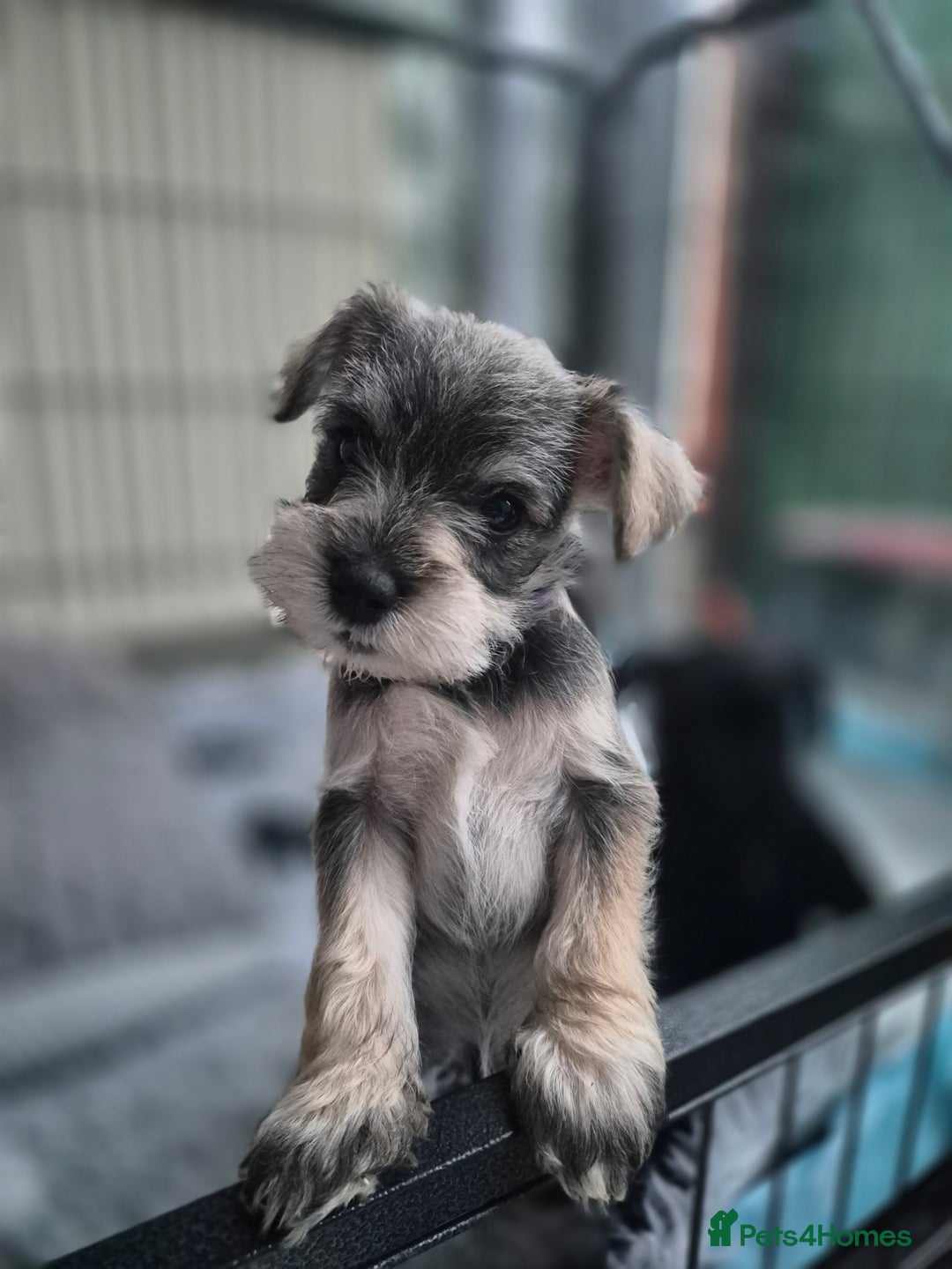 Miniature Schnauzer dogs for sale: 🩷🩷🩷🩵🩵Miniature schnauzers 1st Vac✓BVA✓KC reg✓ - Advert 6