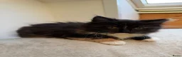 Mixed Breed cats for sale: Kittens for good homes - Advert 37