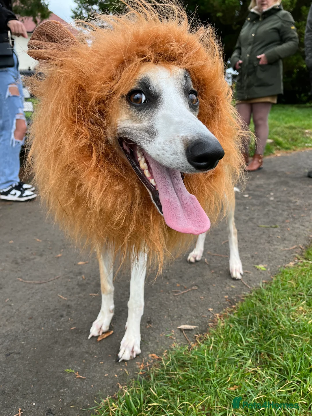 Lurcher dogs for stud: Lurcher for stud - Advert 24