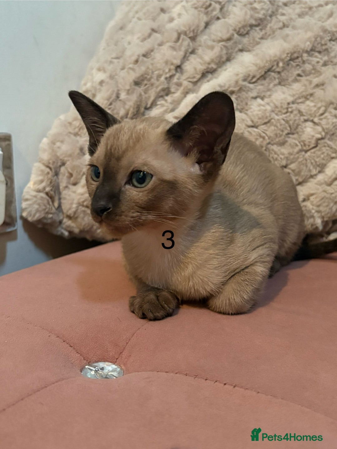 Tonkinese cats for sale: Tonkinese 1st gen Kittens  - Image 14