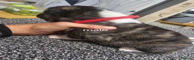 Akita 1