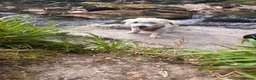 Mixed Breed dogs for adoption: Our little star Bijoux needs a loving home  - Advert 2