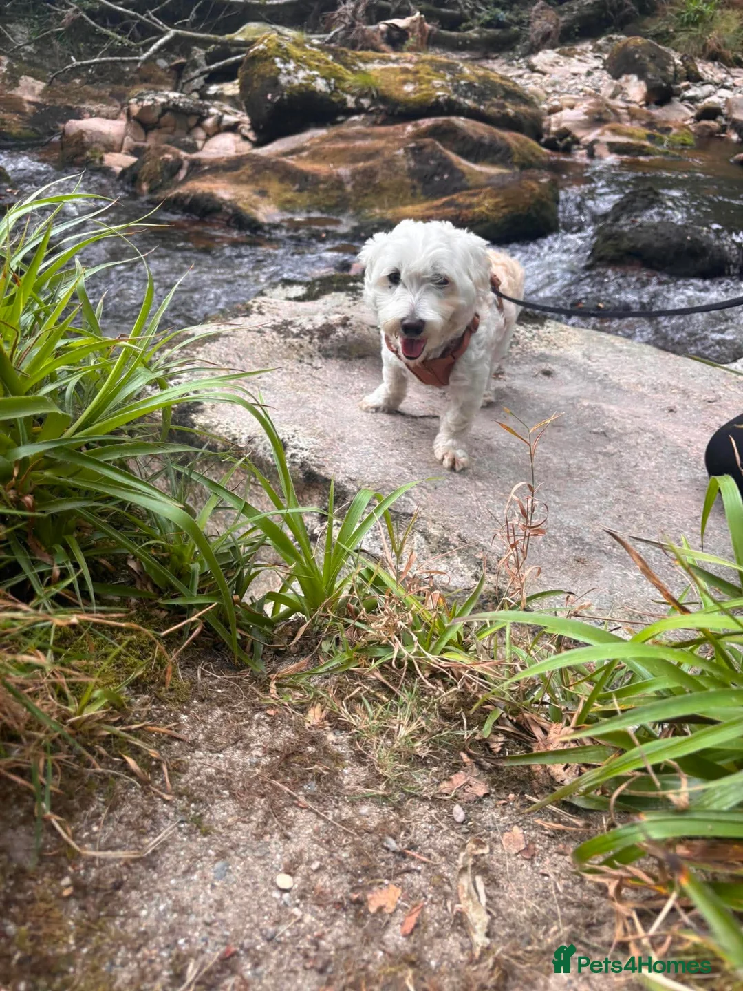 Mixed Breed dogs for adoption: Our little star Bijoux needs a loving home  - Advert 2