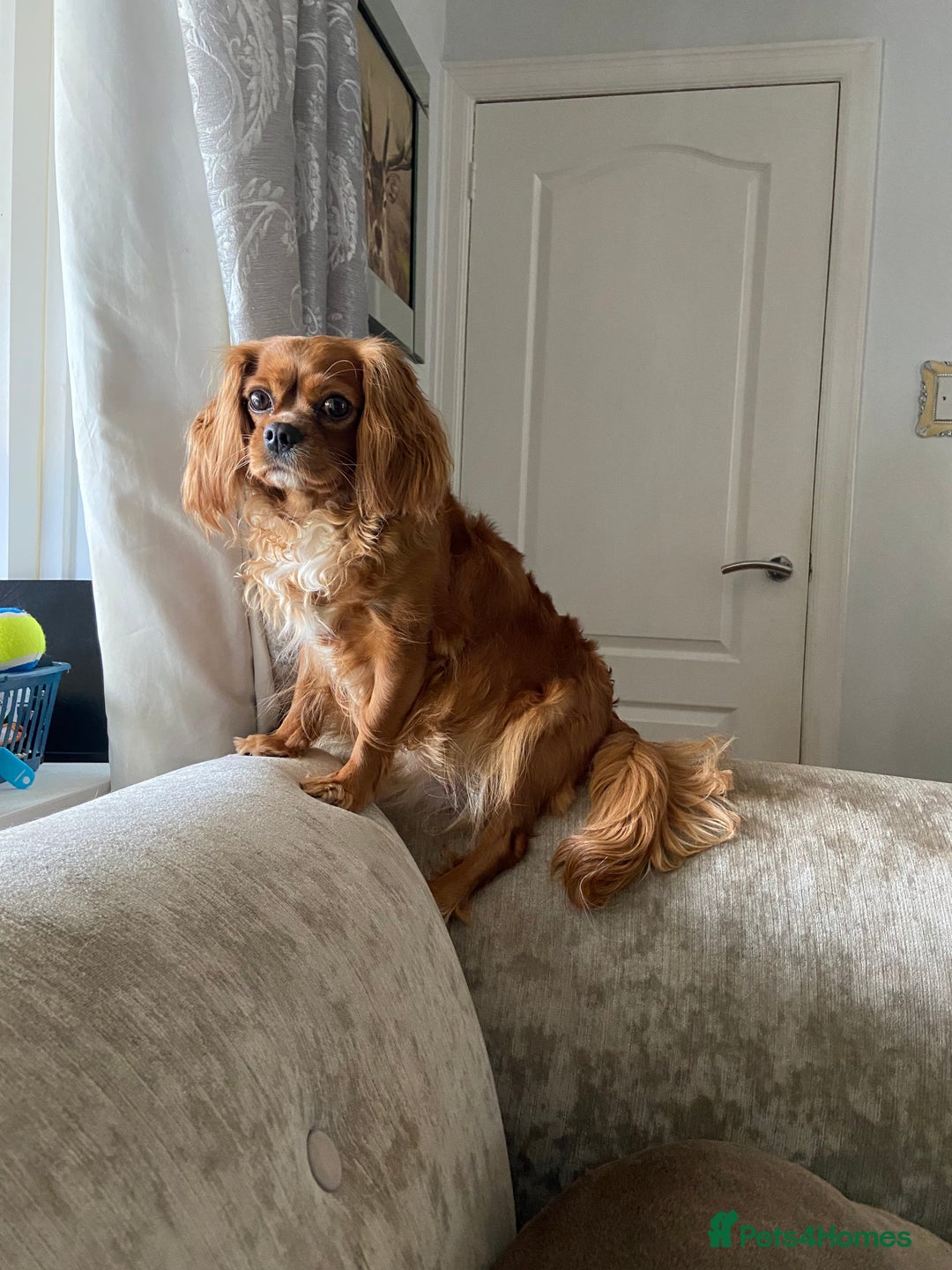 Cavalier King Charles Spaniel dogs for sale: Exceptional, ruby pure bred Cavaliers - Advert 12