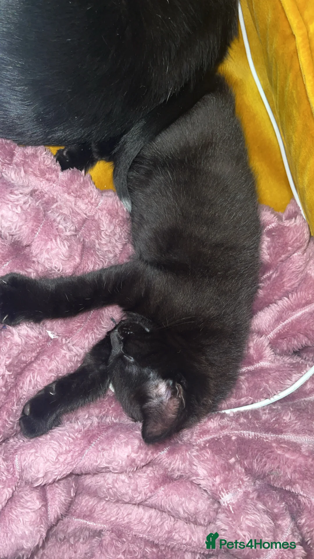Mixed Breed cats for sale: 2 cats and their 2 kittens  - Advert 20