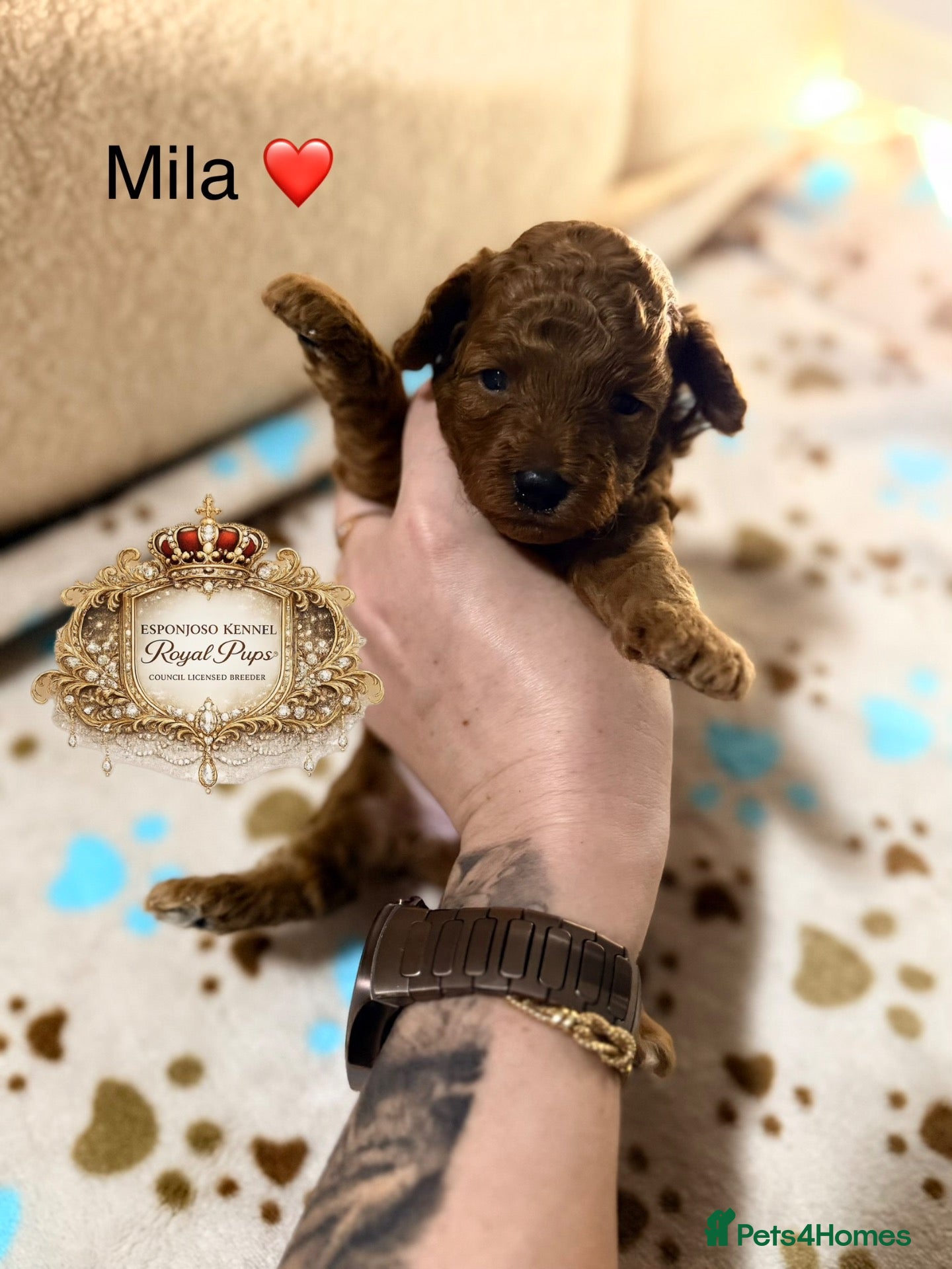 Toy Poodle dogs 5⭐️licensed ESPONJOSO tiny Half Asian Toy Poodle👑 - Advert 5