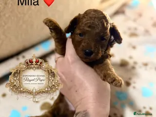 Toy Poodle dogs 5⭐️licensed ESPONJOSO tiny Half Asian Toy Poodle👑 - Advert 5