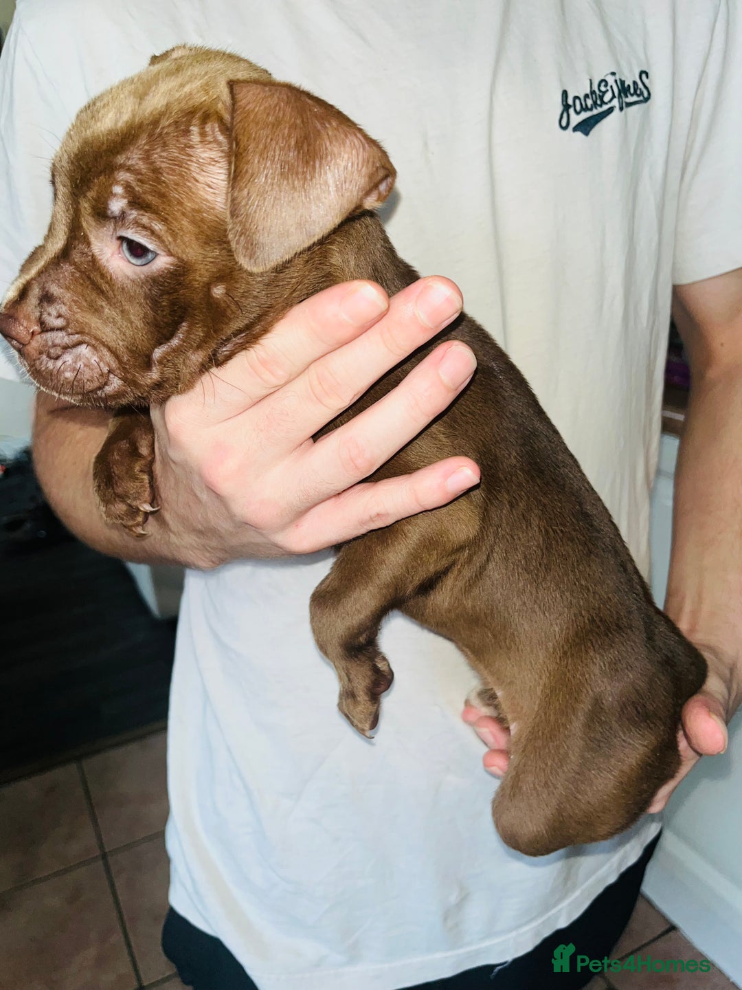 American Bull Staffy dogs for sale: 2 Female American bull x staff puppies left - Image 32