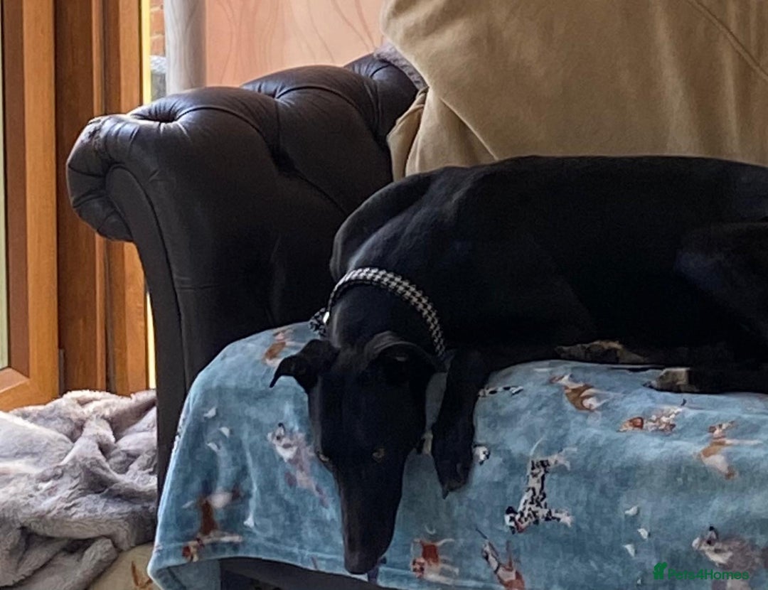 Greyhound dogs for sale: Missy beautiful young house trained greyhound girl - Image 3
