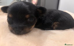 Mixed Breed dogs for sale: Jackawawa - Image 37