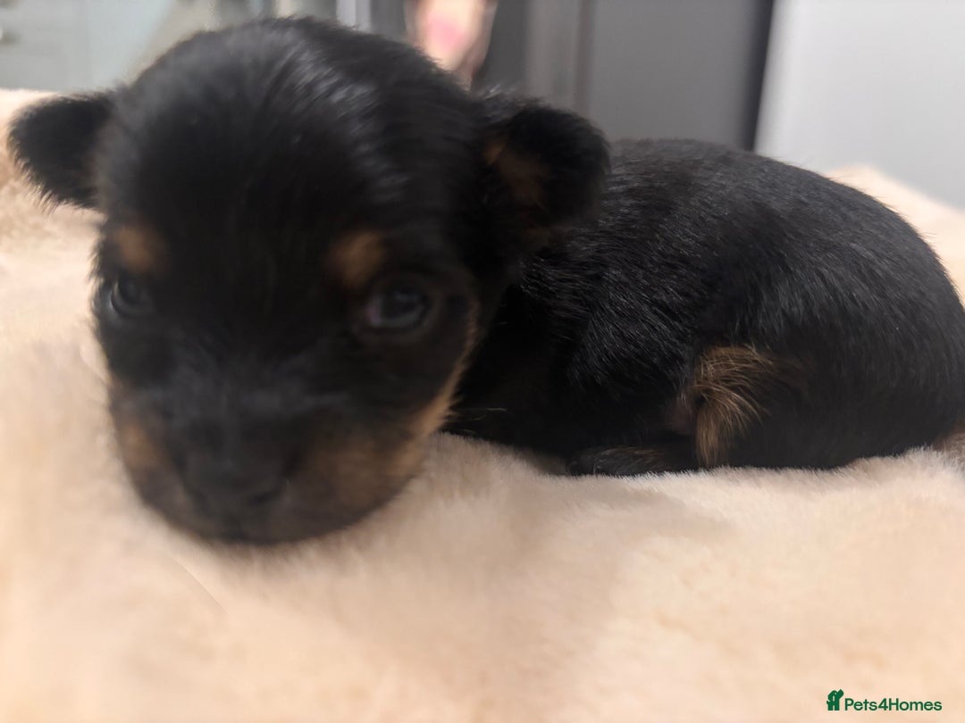 Mixed Breed dogs for sale: Jackawawa - Image 37