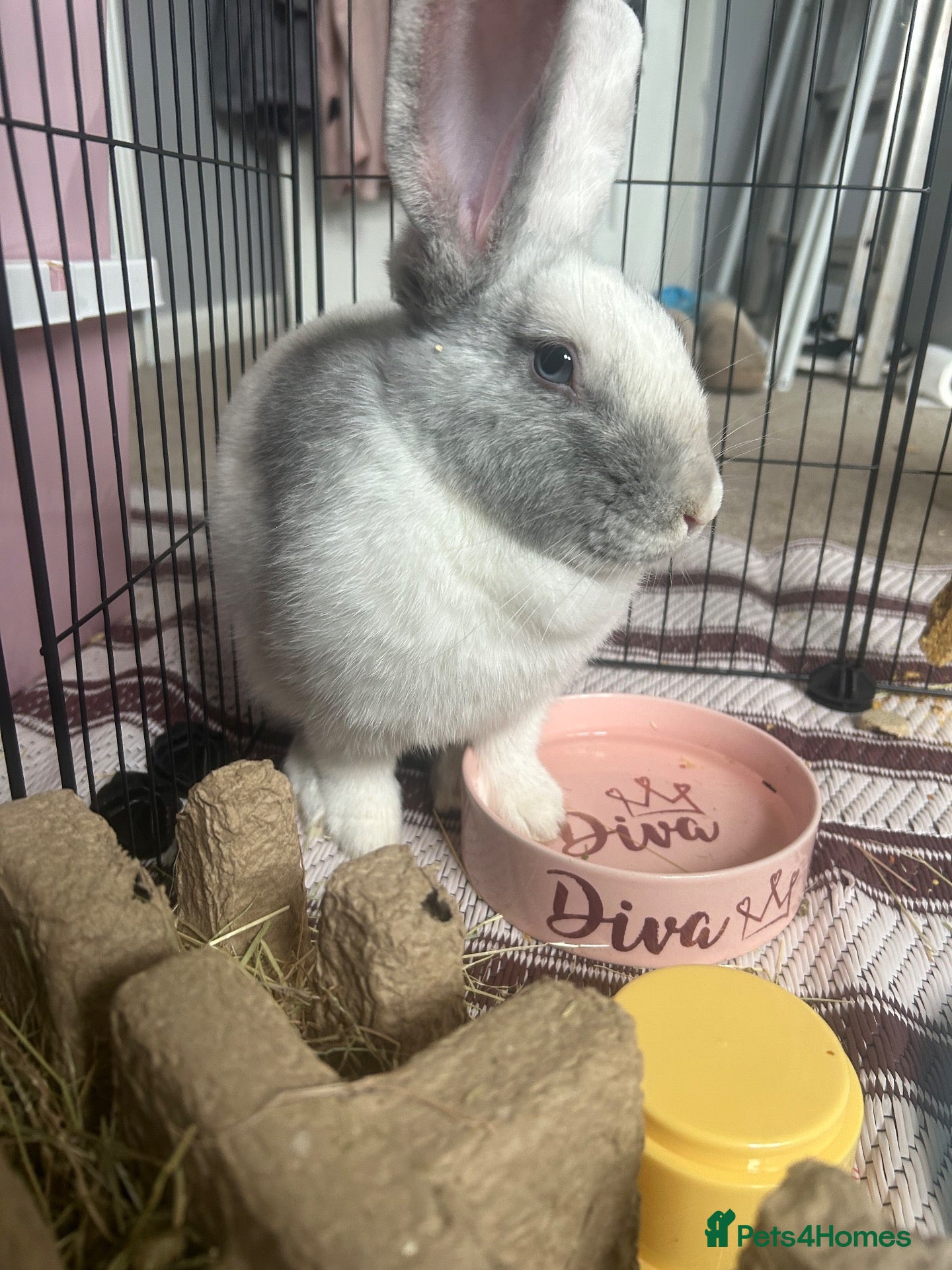 Mixed Breed rabbits grey and white marble rabbit - Advert 3