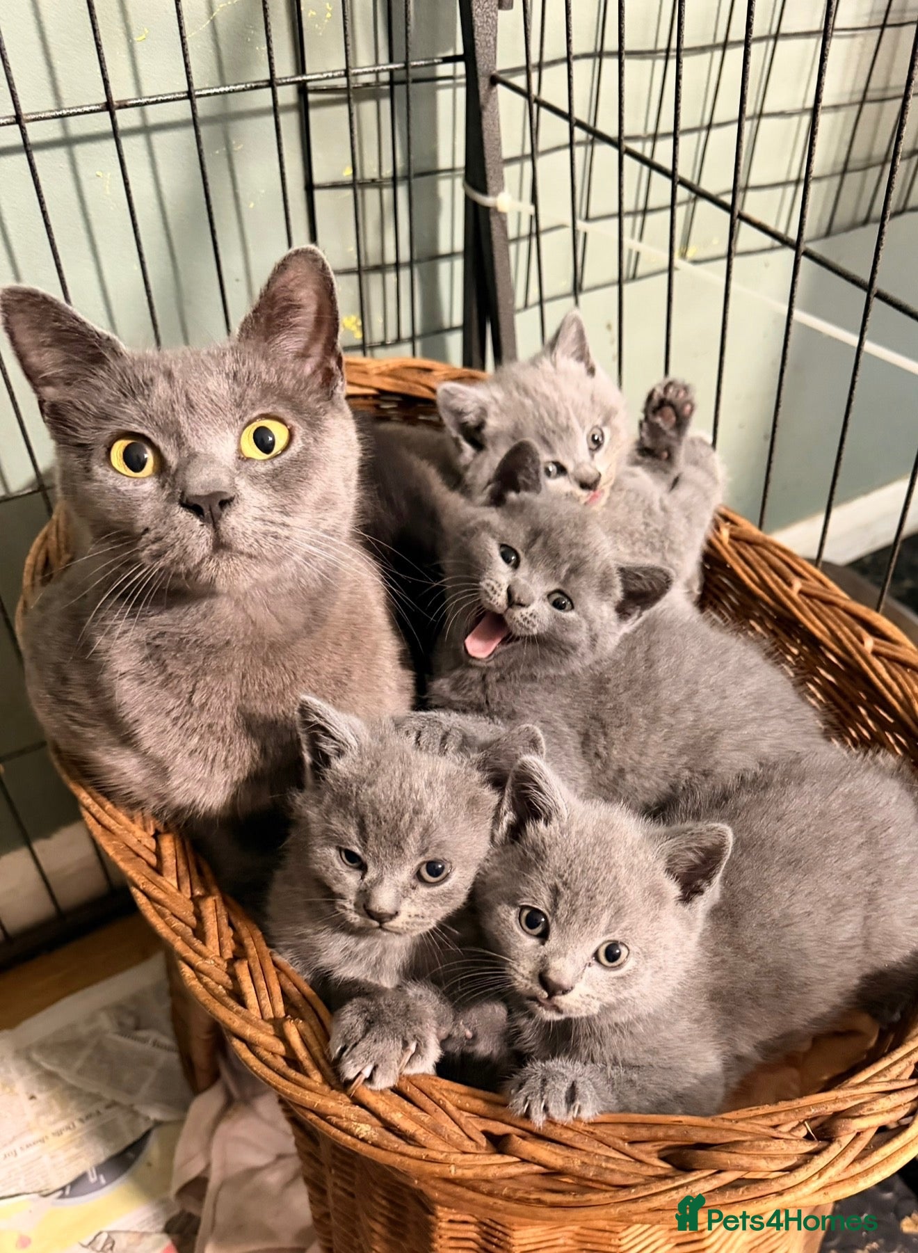 British Shorthair cats British shorthair kittens - Advert 1