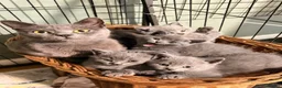 British Shorthair cats for sale: British shorthair kittens - Advert 1