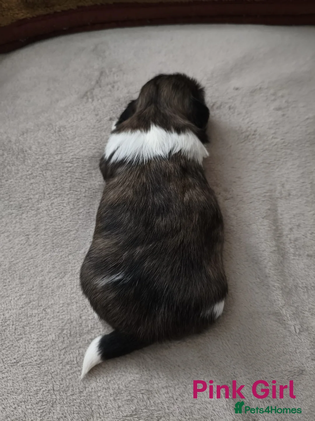 Shih Tzu dogs for sale: Pure Shih Tzu Puppies  - Advert 22