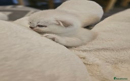 British Longhair cats for sale: snow white kittens - Image 5