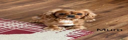 Cavalier King Charles Spaniel dogs for sale: * KC Reg Health Tested Puppies *  - Advert 12