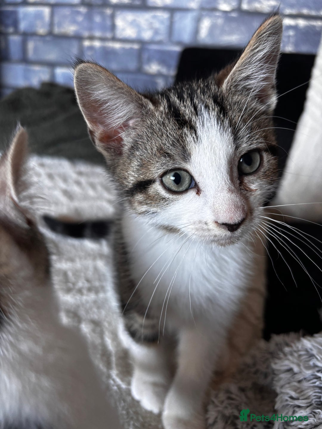 American Shorthair cats for sale: American short hair tabby kittens - Image 8