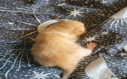 British Shorthair cats for sale: British shorthair kittens  - Image 2
