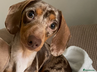 Miniature Dachshund dogs - Advert 9