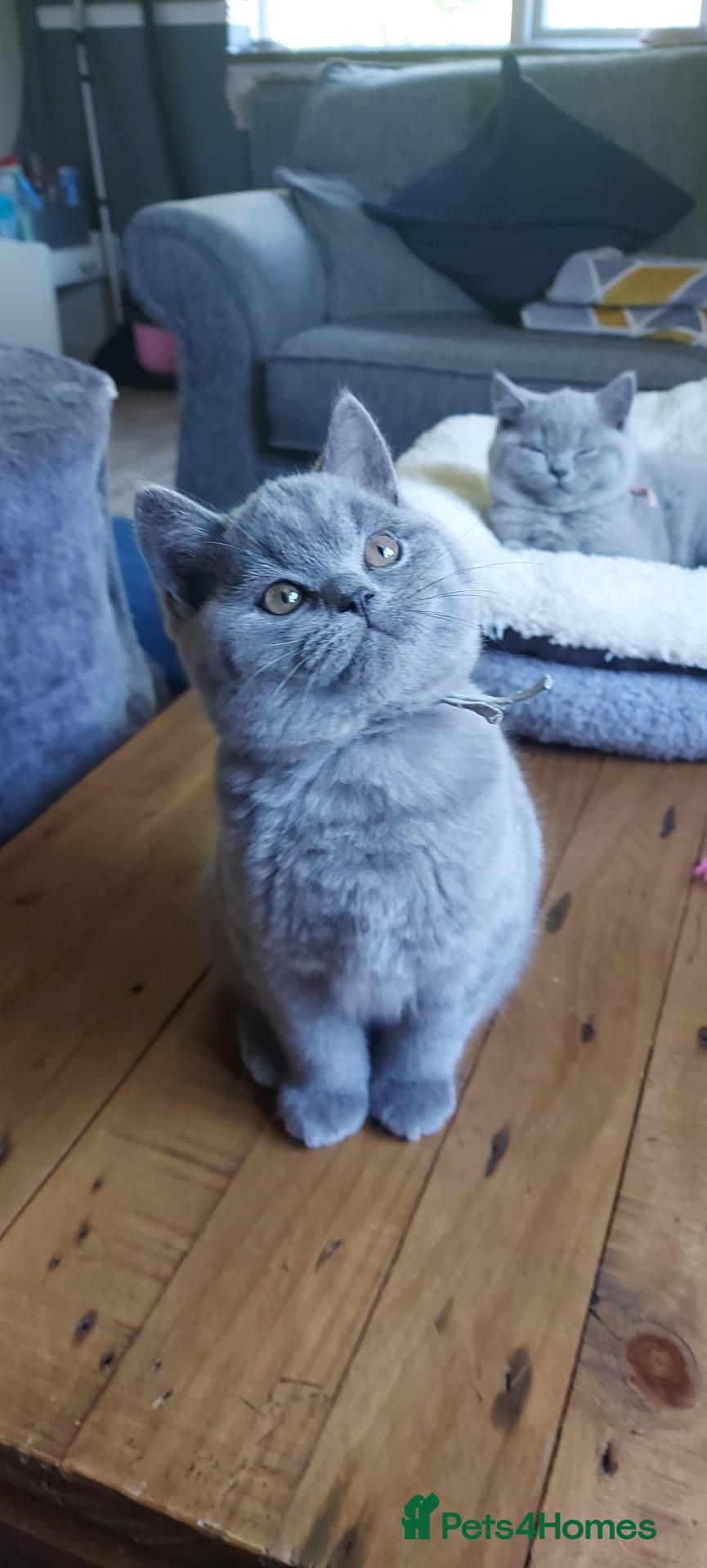 British Shorthair cats GCCF Pedigree British Shorthair Kittens - Advert 16
