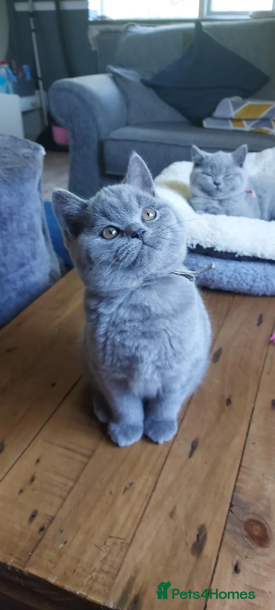 British Shorthair cats for sale: GCCF Pedigree British Shorthair Kittens - Advert 1