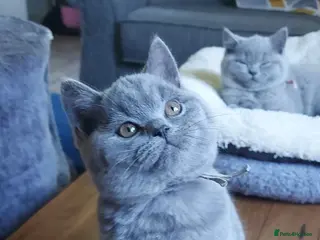 British Shorthair cats GCCF Pedigree British Shorthair Kittens - Advert 16