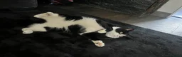 British Shorthair cats for sale: Looking for a loving home for my 2 beautiful cats  in Towcester - Advert 16
