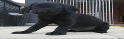 Labrador Retriever dogs for sale: Labrador pups  - Advert 5