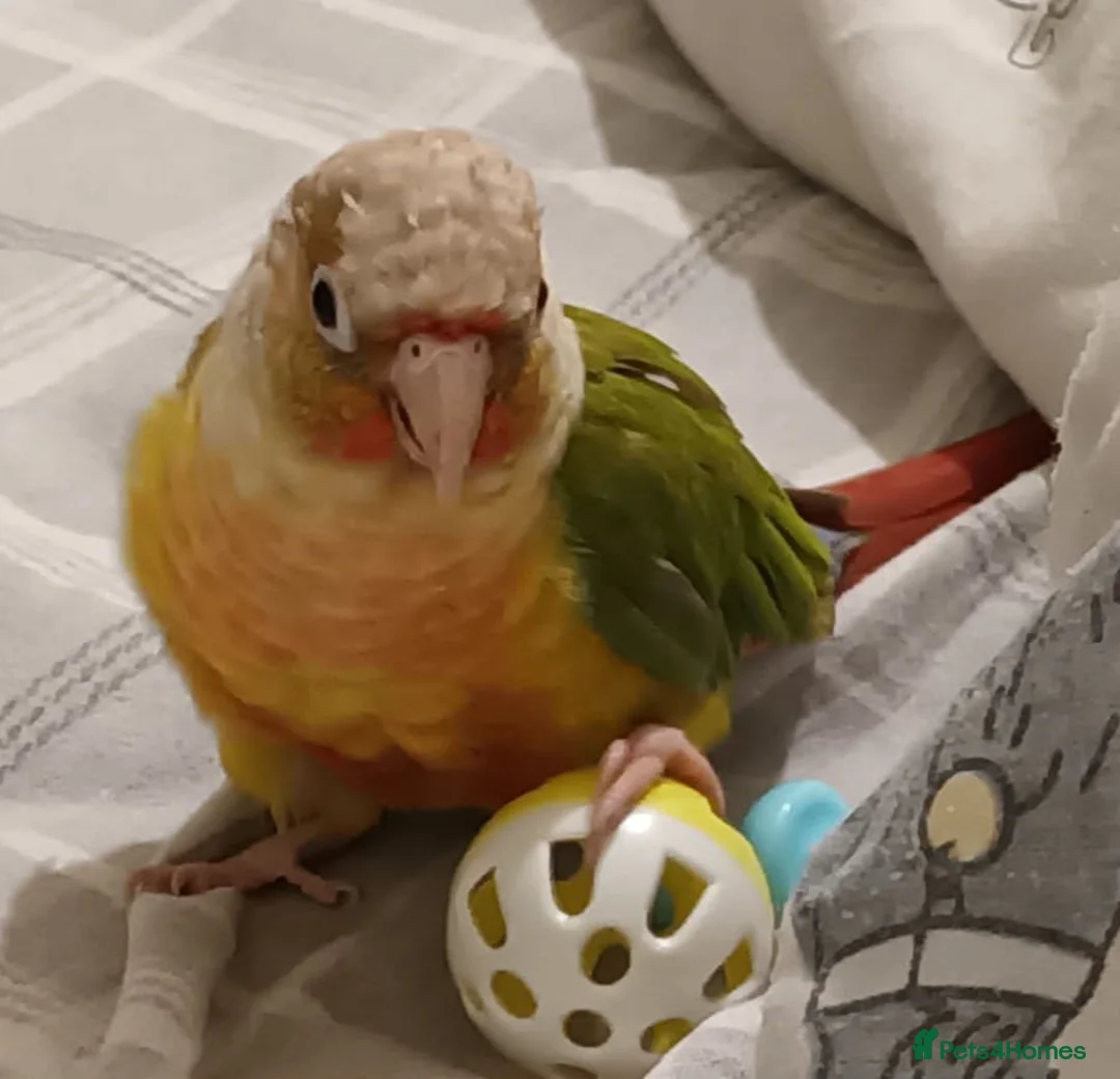 Conures birds for sale: Pineapple Green cheek conure baby  - Advert 4
