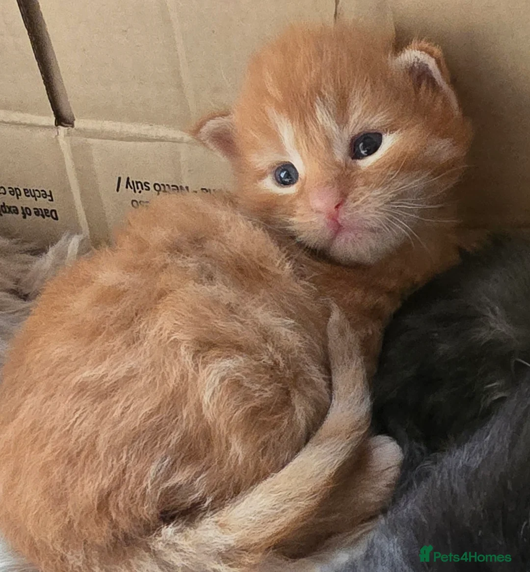 Maine Coon cats for sale: READY AUGUST- Tica Maine Coons in Sheringham - Advert 8