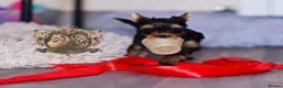 Yorkshire Terrier dogs for sale: TOP QUALITY PRICKED EARS MINIATURE YORKIES KC DNA - Advert 10