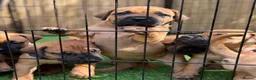 Boerboel dogs for sale: Elite Guard Neema X Spartan Dutch - Advert 32