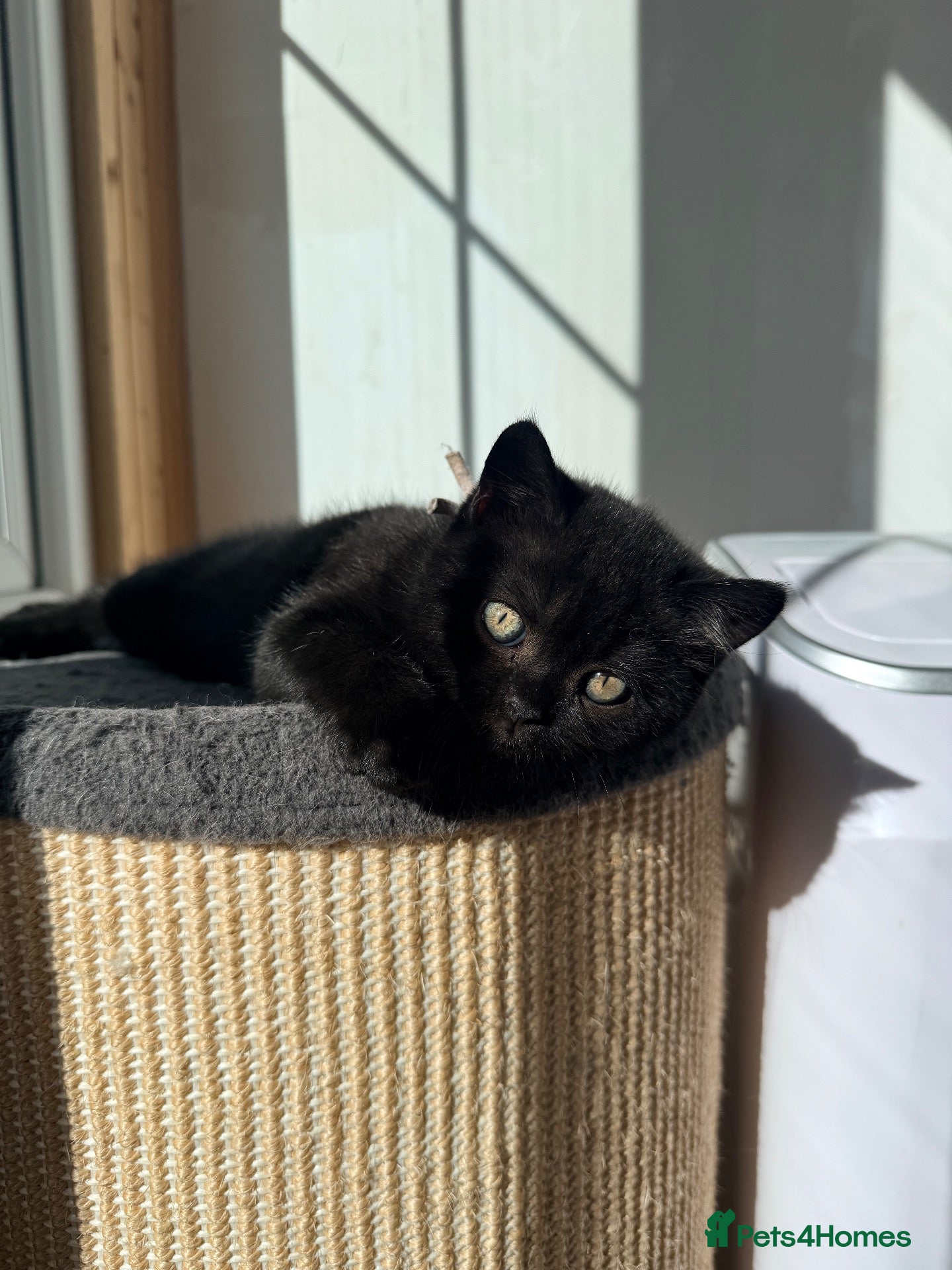 British Shorthair cats  🐱 Adorable bsh kittens looking for loving homes - Advert 1