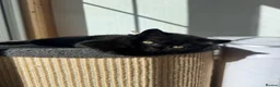 British Shorthair cats for sale:  🐱 Adorable bsh kittens looking for loving homes - Advert 1