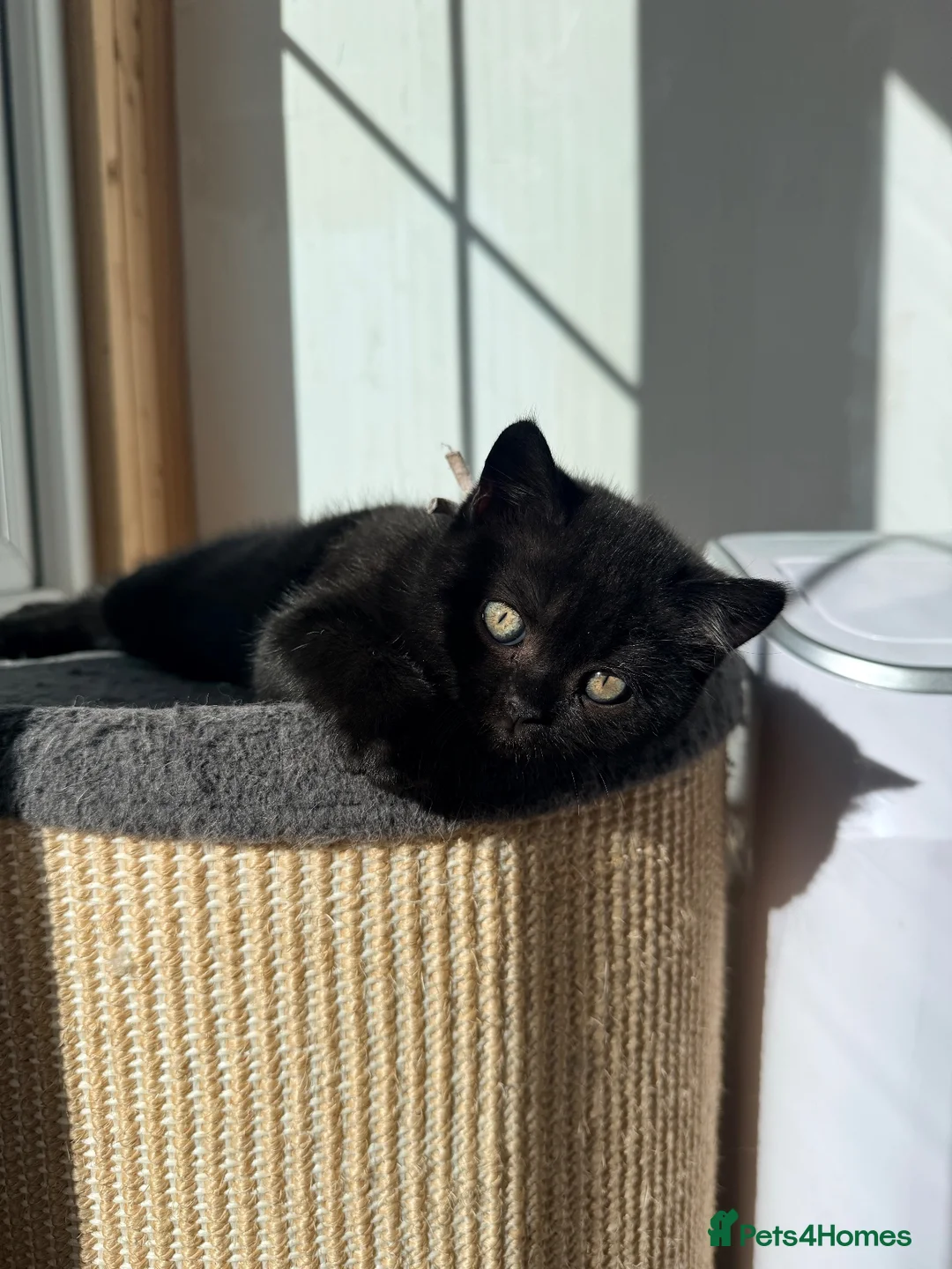 British Shorthair cats for sale:  🐱 Adorable bsh kittens looking for loving homes - Advert 1