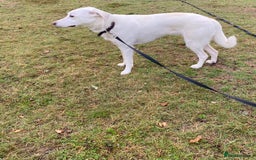 Mixed Breed dogs for adoption: Meet KERA !  A lovely girl - for a Loving Home - Image 29