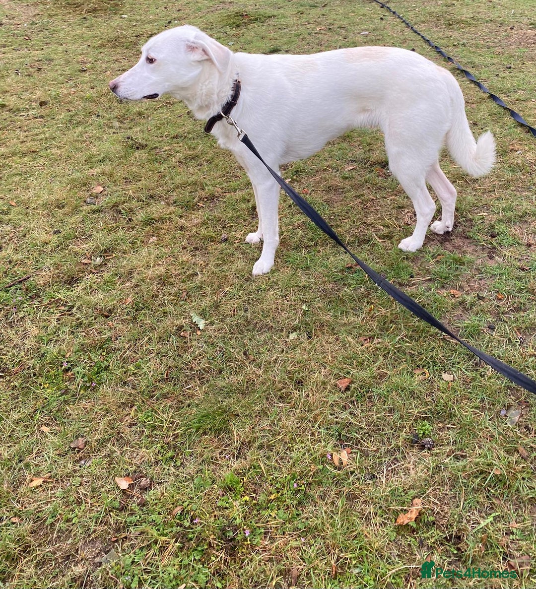 Mixed Breed dogs for adoption: Meet KERA !  A lovely girl - for a Loving Home - Image 29