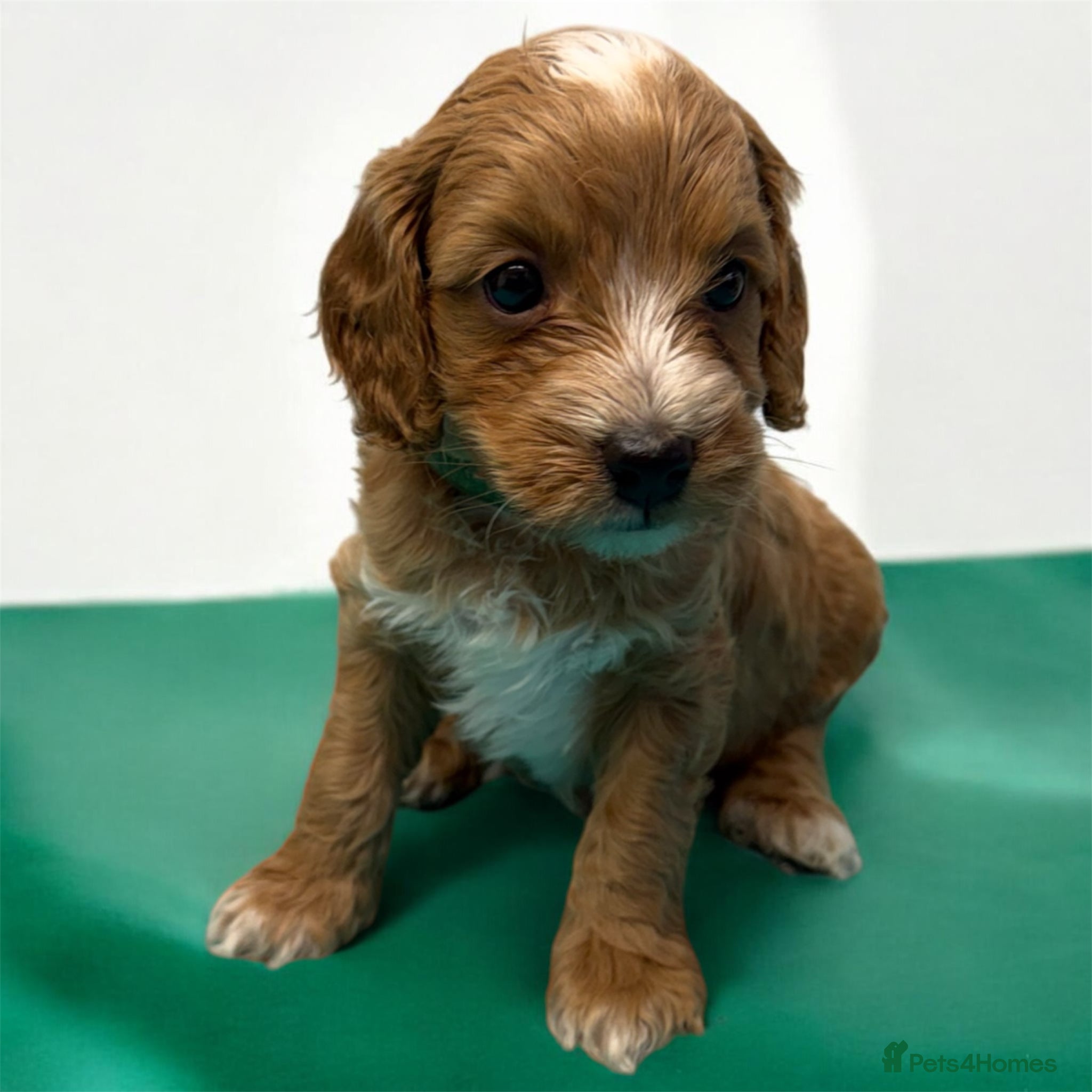 Cockapoo dogs Beautiful Toy Cockapoo Pups  - Advert 1