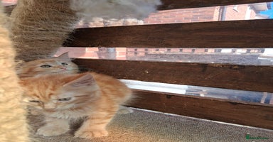 Maine Coon cats - Advert 14