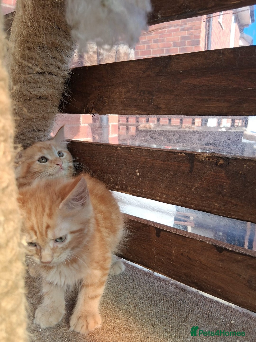 Maine Coon cats for sale: Maine coon  - Image 6
