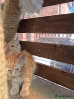 Maine Coon cats - Advert 5
