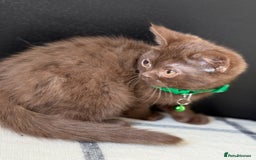 Brazilian Shorthair cats for sale: GCCF Reg British Shorthair Kittens (Males) - Image 8