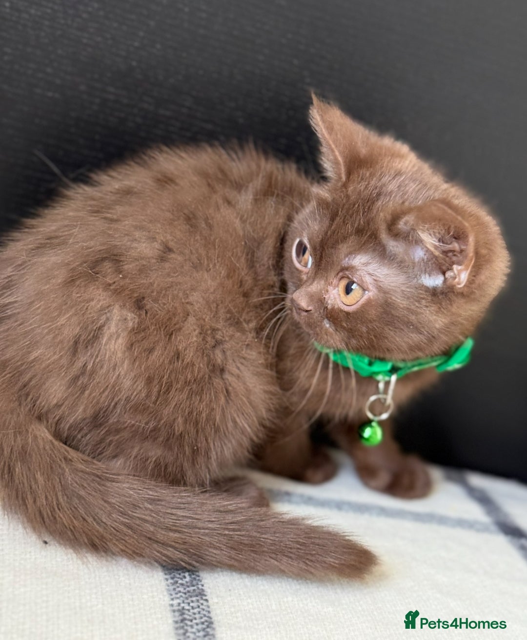 Brazilian Shorthair cats for sale: GCCF Reg British Shorthair Kittens (Males) - Image 8