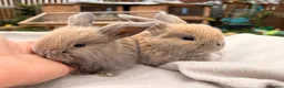 Mini Lop rabbits for sale: Mini lop babies and adults  - Advert 7